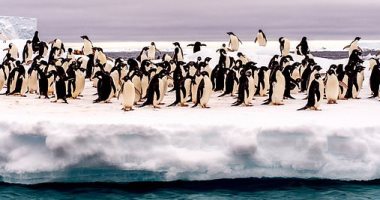 8 بطاريق .. مصر للطيران تنقل شحنة حيوانات ذات طبيعة خاصة من مطار جبل علي