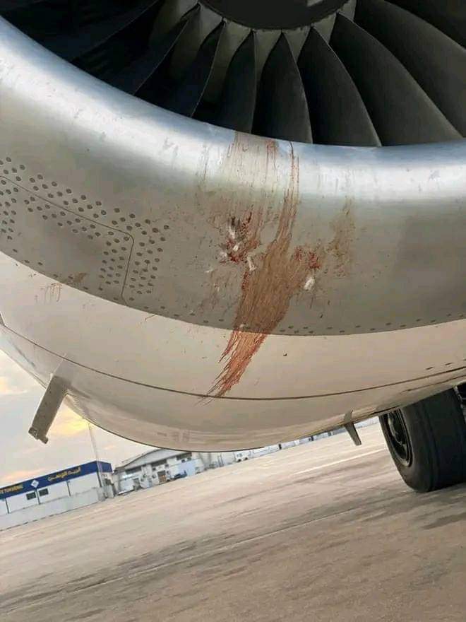 طائرة تركية تعود إلى تونس بعد حادث تصادم مع طائر بعد الإقلاع