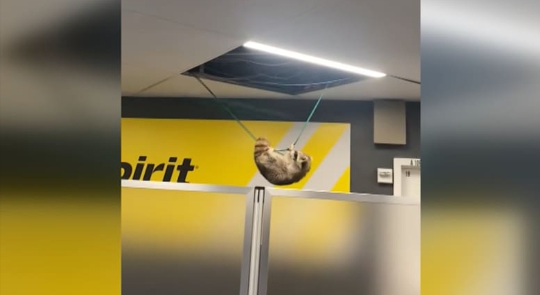 راكب غير متوقع يسقط من سقف مطار لاغوارديا ويثير دهشة المسافرين