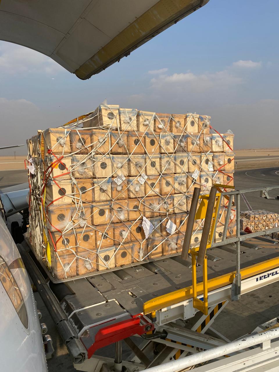 رحلة استثنائية.. مصر للطيران للشحن تنقل النحل الحي من القاهرة إلى مطار الباحة