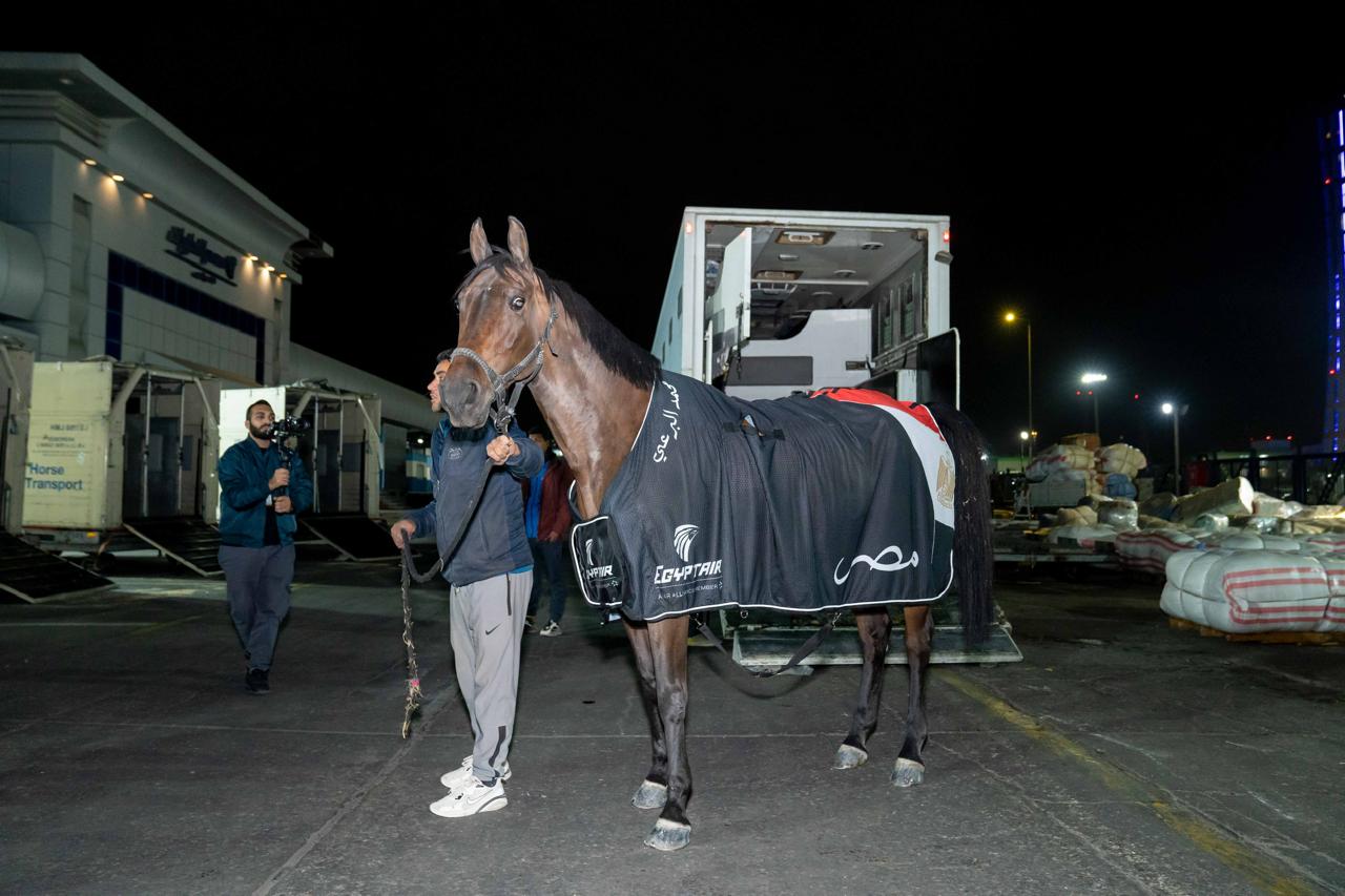 مصر للطيران الناقل الرسمي للبعثة المصرية في بطولة قطر الدولية للفروسية 2025